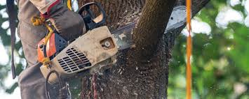 Best Soil Testing and Treatment  in Shawneeland, VA