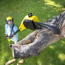 Best Grass Overseeding  in Shawneeland, VA