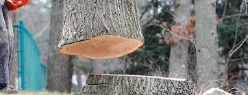 Best Arborist Consultation Services  in Shawneeland, VA