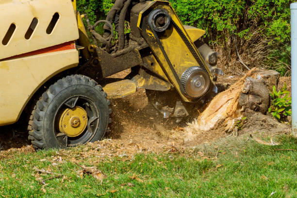 Best Lawn Irrigation Installation and Maintenance  in Shawneeland, VA