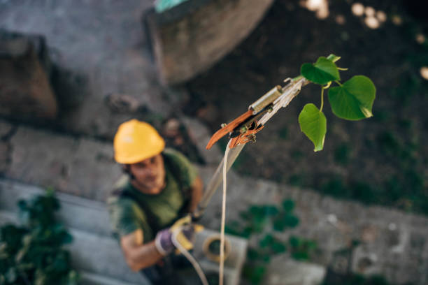 Best Root Management and Removal  in Shawneeland, VA