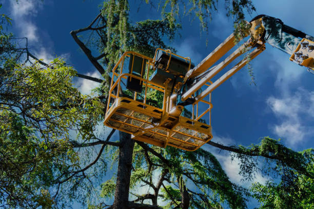 Best Commercial Tree Services  in Shawneeland, VA
