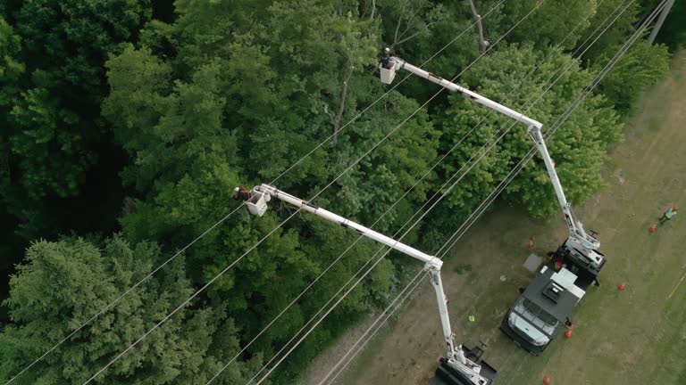 Best Tree Disease Treatment  in Shawneeland, VA