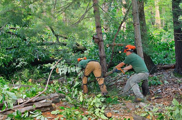 How Our Tree Care Process Works  in  Shawneeland, VA