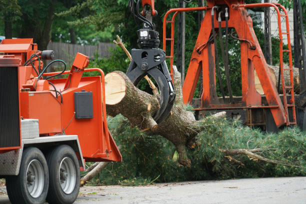 Reliable Shawneeland, VA Tree Services Solutions