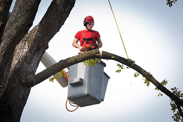 Best Hazardous Tree Removal  in Shawneeland, VA