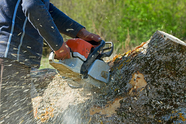 Best Palm Tree Trimming  in Shawneeland, VA