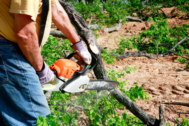 Best Fruit Tree Pruning  in Shawneeland, VA