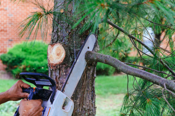 Best Tree Mulching  in Shawneeland, VA